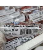 Pokarm żywy California blackworms 45ml