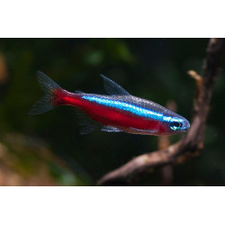 Neon Czerwony - Paracheirodon axelrodi