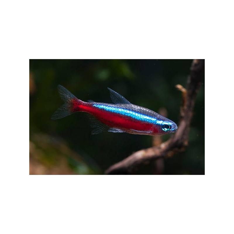 Neon Czerwony - Paracheirodon axelrodi