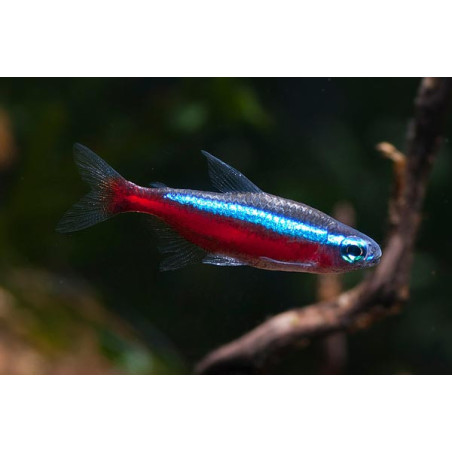 Neon Czerwony - Paracheirodon axelrodi