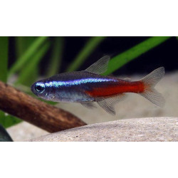 Neon Innesa - Paracheirodon innesi