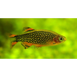 Razbora Galaxy - Danio margaritatus