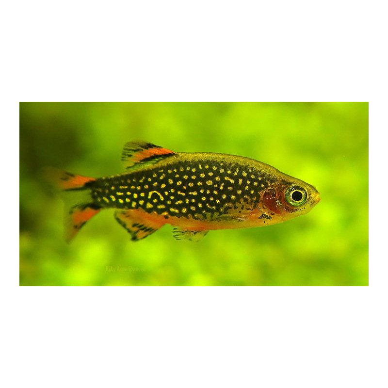 Razbora Galaxy - Danio margaritatus