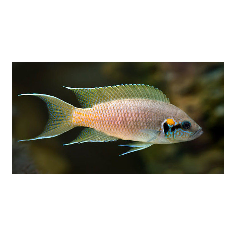 Księżniczka z burundi - Neolamprologus brichardi