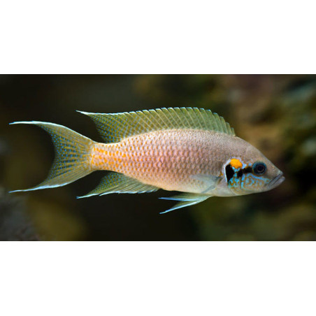 Księżniczka z burundi - Neolamprologus brichardi