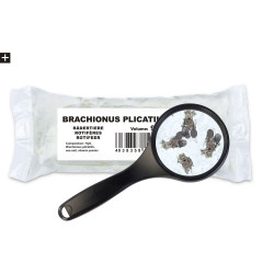 Ichthyo Trophic wrotka morska