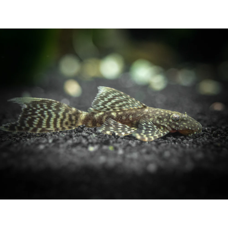 Ancistrus Standard Long fin