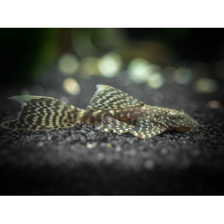 Ancistrus Standard Long fin