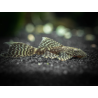 Ancistrus Standard Long fin