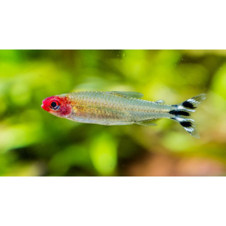 Rodostomus (Zwinnik czerwonousty) – Ryba Ławicowa do Akwarium