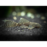 Ancistrus Standard Longfin